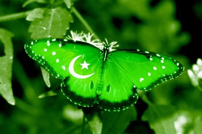 PakistanFlagButterfly.jpg