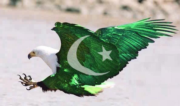 pakistan-independence-day-eagle.jpg